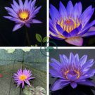 New Light Purple Water Nymph Flower 2 Seeds
