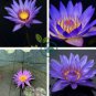 New Light Purple Water Nymph Flower 2 Seeds