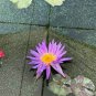 New Light Purple Water Nymph Flower 2 Seeds