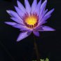 New Light Purple Water Nymph Flower 2 Seeds