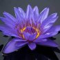 New Light Purple Water Nymph Flower 2 Seeds
