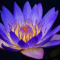 New Light Purple Water Nymph Flower 2 Seeds