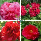 'Jin Zhang Fu Rong' Big Red Peony Tree 10 Seeds