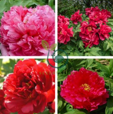 'Jin Zhang Fu Rong' Big Red Peony Tree 10 Seeds