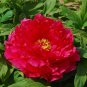 'Jin Zhang Fu Rong' Big Red Peony Tree 10 Seeds