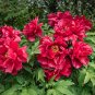 'Jin Zhang Fu Rong' Big Red Peony Tree 10 Seeds