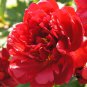 'Jin Zhang Fu Rong' Big Red Peony Tree 10 Seeds