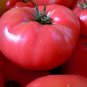 Big Pink Dwarf Tomato Organic 600 Seeds