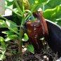 Sweet Chocolate Pepper F1 100 Seeds