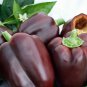Sweet Chocolate Pepper F1 100 Seeds