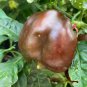 Sweet Chocolate Pepper F1 100 Seeds