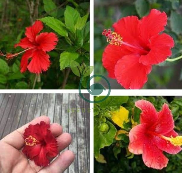 Hibiscus ROSASINENSIS Flower 400 Seeds