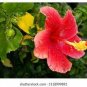 Hibiscus ROSA-SINENSIS Flower 400 Seeds