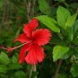Hibiscus ROSA-SINENSIS Flower 400 Seeds