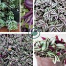Zebrina - Purple Light Gray Stripes Leaves 200 seeds