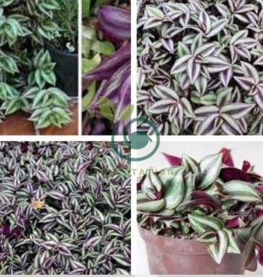 Zebrina - Purple Light Gray Stripes Leaves 200 seeds