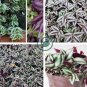 Zebrina - Purple Light Gray Stripes Leaves 200 seeds
