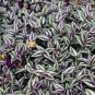 Zebrina - Purple Light Gray Stripes Leaves 200 seeds