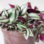 Zebrina - Purple Light Gray Stripes Leaves 200 seeds