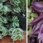 Zebrina - Purple Light Gray Stripes Leaves 200 seeds