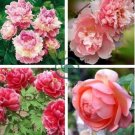 Sorbet Robust Colorful Double Blooms Peony Tree 20 Seeds
