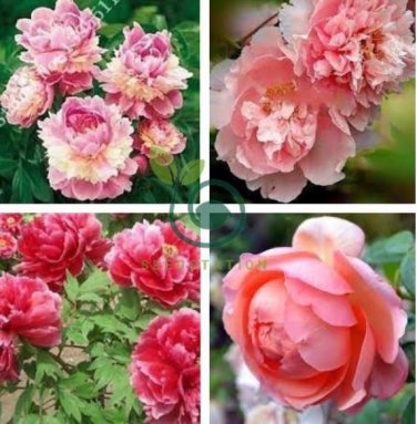Sorbet Robust Colorful Double Blooms Peony Tree 20 Seeds