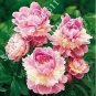 Sorbet Robust Colorful Double Blooms Peony Tree 20 Seeds