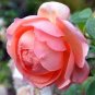 Sorbet Robust Colorful Double Blooms Peony Tree 20 Seeds