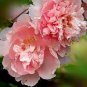 Sorbet Robust Colorful Double Blooms Peony Tree 20 Seeds