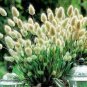 Rainbow Tails Grass 400 Seeds