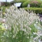 Rainbow Tails Grass 400 Seeds