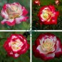 Fragrant Rose Bush Bonsai Cut Flower 100 Seeds