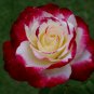 Fragrant Rose Bush Bonsai Cut Flower 100 Seeds