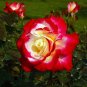 Fragrant Rose Bush Bonsai Cut Flower 100 Seeds