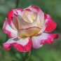 Fragrant Rose Bush Bonsai Cut Flower 100 Seeds