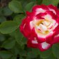 Fragrant Rose Bush Bonsai Cut Flower 100 Seeds