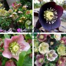 Japanese Potted Helleborus Plant 40 Seeds