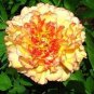 Chinese Peony Flowers - Light Orange Flowers 20 Seeds