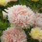 Chinese Peony Flowers - Light Orange Flowers 20 Seeds