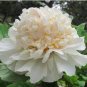 Chinese Peony Flowers - Light Orange Flowers 20 Seeds