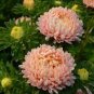 Chinese Peony Flowers - Light Orange Flowers 20 Seeds