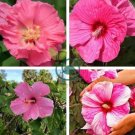 Giant Hibiscus Flower - Rose Pink Flowers 200  Seeds
