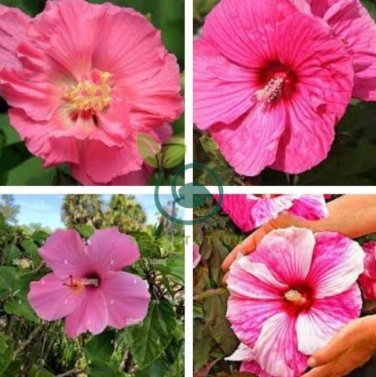 Giant Hibiscus Flower - Rose Pink Flowers 200  Seeds