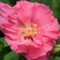 Giant Hibiscus Flower - Rose Pink Flowers 200 Seeds