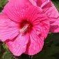 Giant Hibiscus Flower - Rose Pink Flowers 200 Seeds