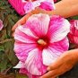 Giant Hibiscus Flower - Rose Pink Flowers 200 Seeds