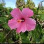 Giant Hibiscus Flower - Rose Pink Flowers 200 Seeds