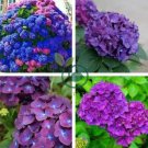 Hydrangea  - Bright Purple Flowers 40 Seeds