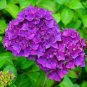 Hydrangea  - Bright Purple Flowers 40 Seeds