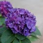 Hydrangea  - Bright Purple Flowers 40 Seeds